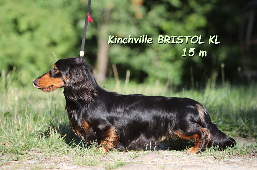 Kinchville Bristol 15 miesiecy